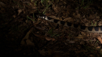 Stephen's Banded Snake