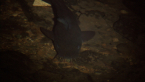 Freshwater Catfish