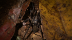 Trapdoor Spider