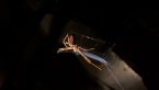 Net-casting Spider