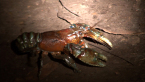 Lamington Spiny Crayfish (Red Form)