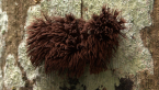 Slime Mould