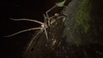 Giant Water Spider