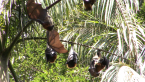 Grey-headed Flying Foxes