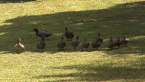 Wood Duck Family
