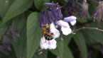 Blue-banded Bee