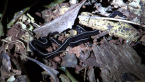 Blue Garden Flatworm
