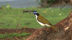 Blue-faced Honeyeater