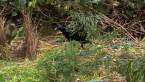 Satin Bowerbirds