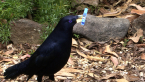 Male Satin Bowerbird