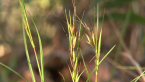 Kangaroo Grass