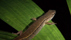 Murray's Skink