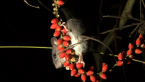 Bush Rat