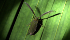 Longicorn Beetle