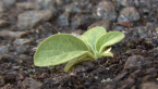 Unstoppable Biodiversity