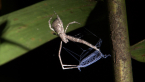 Small-eyed Net-casting Spider