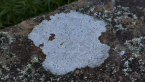 Lichen on Rock
