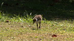 Masked Lapwing Chick