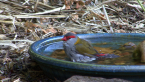 Red-browed Finch