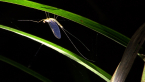 Mayfly