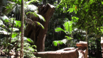 Moreton Bay Fig