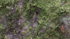 Harvestman