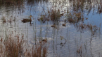 Pacific Black Duck &amp; Ducklings