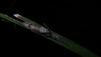 Stick-mimicking Katydid