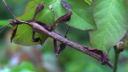 Male Spiny Leaf Insect