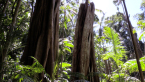 Strangler Fig Tree