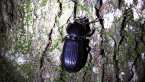 Bess Beetle