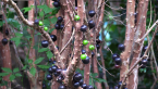 Jaboticaba Tree