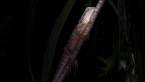 Eastern Water Dragon