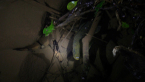 Longfin Eel
