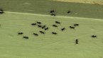Ant Attack