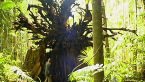 Fallen Tree