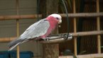 Galah