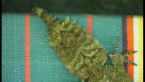 Leaf-tailed Gecko 1