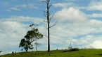 Towering Presence