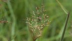 Molasses Grass