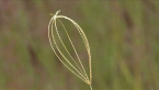 Feather-top Rhodes Grass