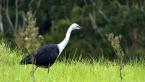White-necked Heron