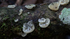 Fungi on a log