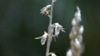 Ghost Orchid
