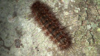 Larva on Tree