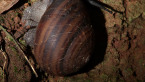 Fraser's Banded Snail