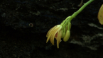 Giant Climbing Orchid