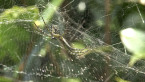 Dome Tent Spider