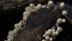 Coprinoid Mushroom