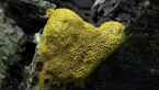 Slime Mould